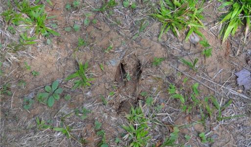 Photo #24 of 1075 Cook Ridge, Germanton, NC 43.2 acres
