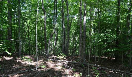 Photo #15 of 1075 Cook Ridge, Germanton, NC 43.2 acres