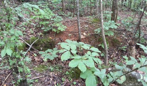 Photo #7 of Blackberry, Thomasville, NC 32.9 acres