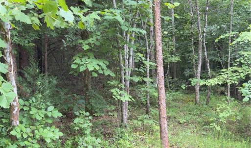 Photo #5 of Blackberry, Thomasville, NC 32.9 acres