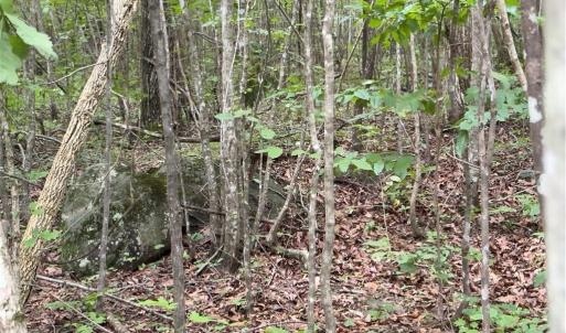 Photo #8 of Blackberry, Thomasville, NC 32.9 acres