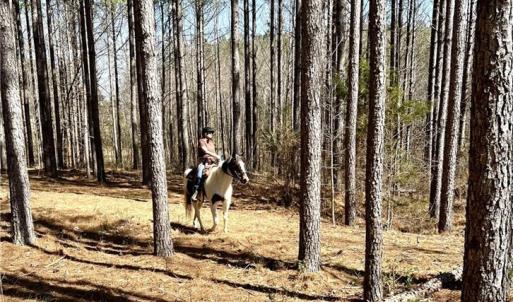 Photo #3 of Nicks, Mebane, NC 19.9 acres