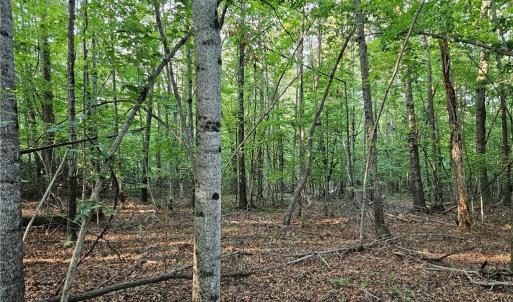 Photo #7 of Gravitte, Pilot Mountain, NC 1.6 acres