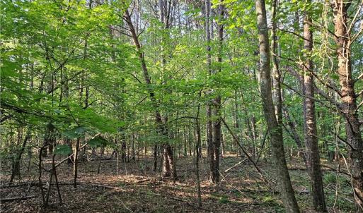 Photo #5 of Gravitte, Pilot Mountain, NC 1.6 acres
