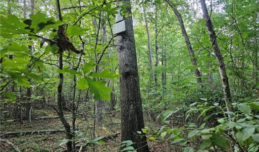 Photo #11 of Gravitte, Pilot Mountain, NC 1.6 acres