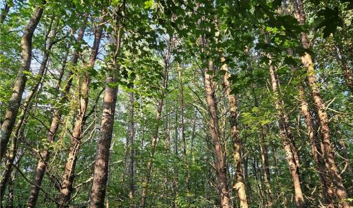 Photo #4 of Gravitte, Pilot Mountain, NC 1.6 acres