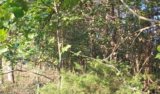 Photo #6 of NC Highway 268, Pilot Mountain, NC 7.2 acres