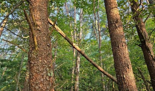 Photo #12 of NC Highway 268, Pilot Mountain, NC 7.2 acres