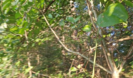 Photo #5 of NC Highway 268, Pilot Mountain, NC 7.2 acres