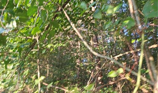 Photo #4 of NC Highway 268, Pilot Mountain, NC 7.2 acres