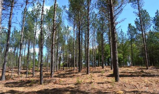Photo #26 of 01 Dibrell, Pelham, NC 80.0 acres
