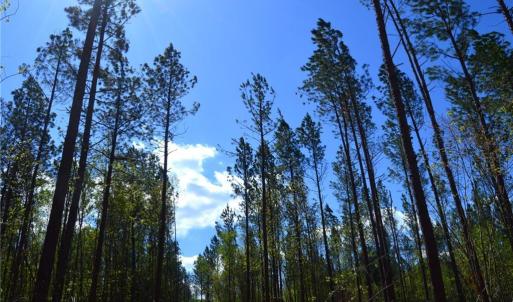 Photo #11 of 01 Dibrell, Pelham, NC 80.0 acres