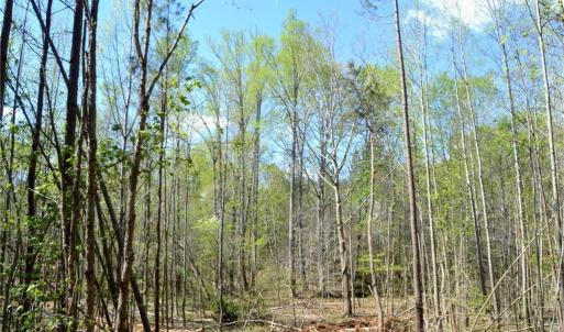 Photo #8 of 01 Dibrell, Pelham, NC 80.0 acres