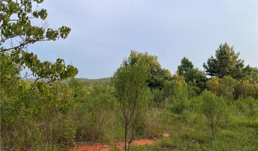 Photo #3 of Cedar Forest, Franklinville, NC 16.2 acres