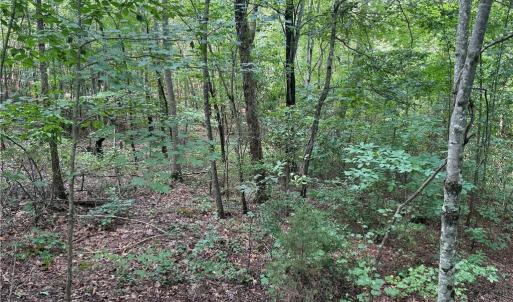 Photo #21 of Rock Quarry, Pelham, NC 29.0 acres