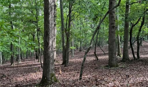 Photo #4 of 1695 Sierra Trace, Denton, NC 4.3 acres