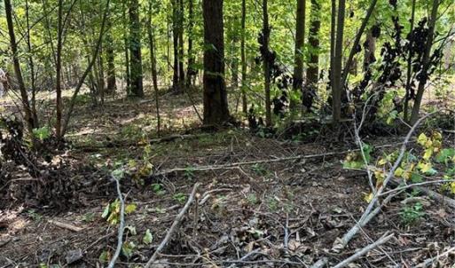 Photo #23 of 8061 Stroupe Farm, Tobaccoville, NC 5.5 acres