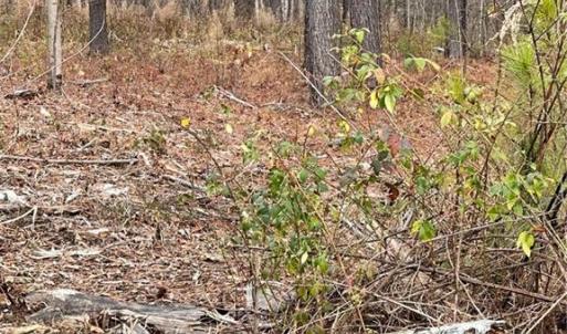 Photo #32 of 8061 Stroupe Farm, Tobaccoville, NC 5.5 acres