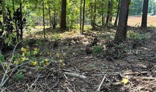 Photo #24 of 8061 Stroupe Farm, Tobaccoville, NC 5.5 acres
