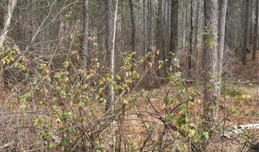 Photo #30 of 8061 Stroupe Farm, Tobaccoville, NC 5.5 acres
