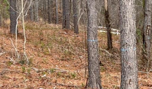 Photo #33 of 8061 Stroupe Farm, Tobaccoville, NC 5.5 acres