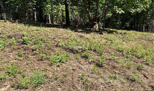 Photo #11 of 8061 Stroupe Farm, Tobaccoville, NC 5.5 acres