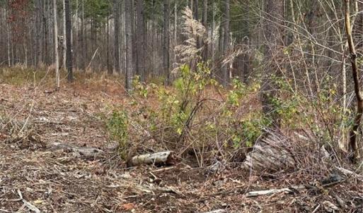 Photo #31 of 8061 Stroupe Farm, Tobaccoville, NC 5.5 acres
