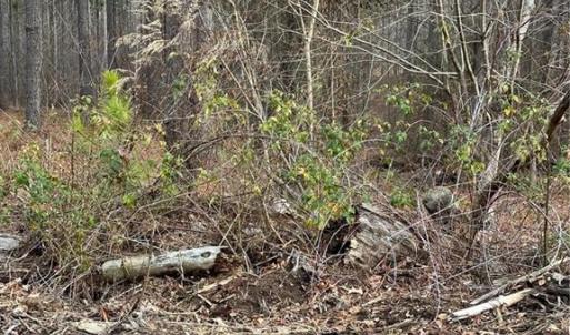 Photo #29 of 8061 Stroupe Farm, Tobaccoville, NC 5.5 acres