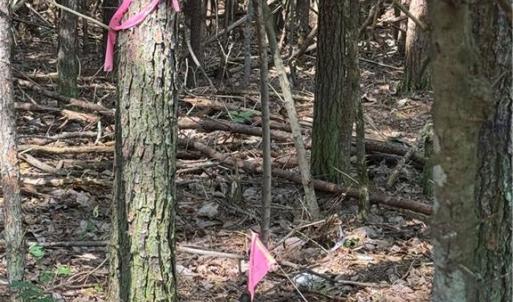 Photo #29 of Mulberry Academy, Franklinville, NC 33.5 acres