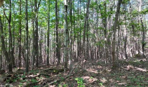 Photo #8 of Mulberry Academy, Franklinville, NC 33.5 acres