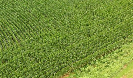 Photo #13 of 3037 Deep River Church, Ramseur, NC 34.5 acres
