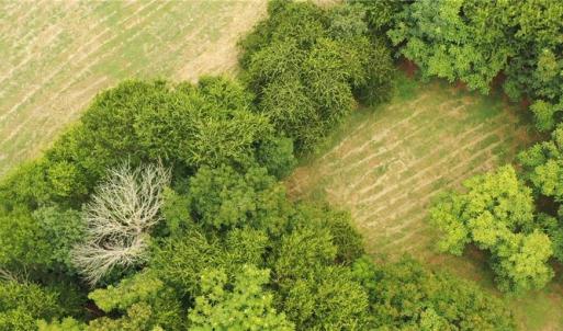 Photo #19 of 3037 Deep River Church, Ramseur, NC 34.5 acres