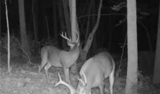 Photo #43 of NC Highway 49, Denton, NC 74.0 acres