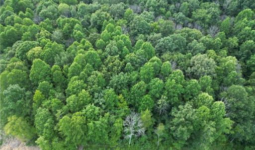 Photo #38 of NC Highway 49, Denton, NC 74.0 acres