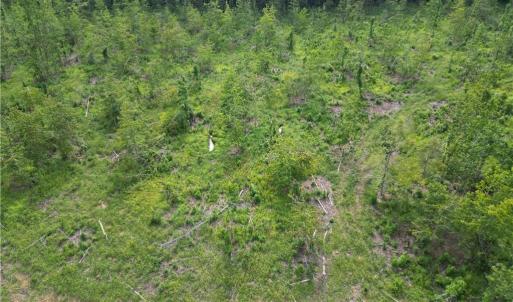 Photo #33 of NC Highway 49, Denton, NC 74.0 acres