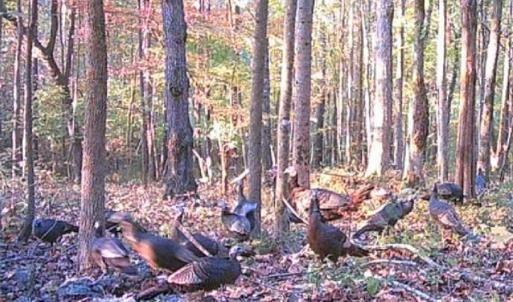 Photo #48 of NC Highway 49, Denton, NC 74.0 acres
