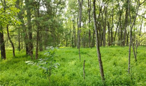 Photo #24 of NC Highway 49, Denton, NC 74.0 acres