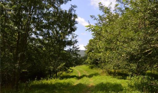 Photo #16 of 1344-1540 NC Highway 89, Danbury, NC 90.0 acres