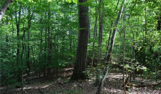 Photo #23 of 1344-1540 NC Highway 89, Danbury, NC 90.0 acres