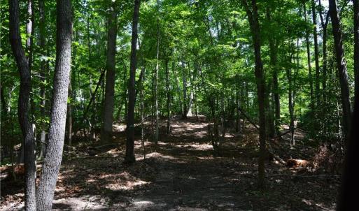 Photo #27 of 1344-1540 NC Highway 89, Danbury, NC 90.0 acres