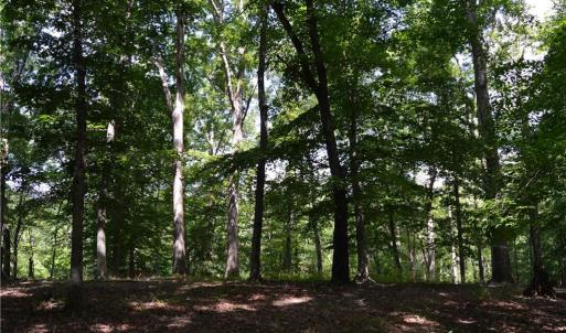 Photo #13 of 1344-1540 NC Highway 89, Danbury, NC 90.0 acres