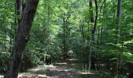 Photo #17 of 1344-1540 NC Highway 89, Danbury, NC 90.0 acres