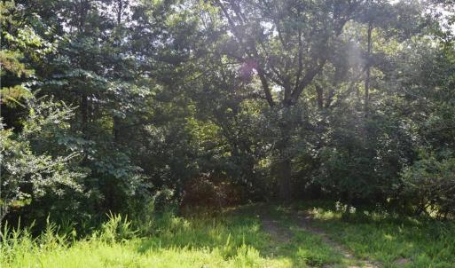 Photo #12 of 1344-1540 NC Highway 89, Danbury, NC 90.0 acres