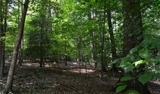 Photo #26 of 1344-1540 NC Highway 89, Danbury, NC 90.0 acres