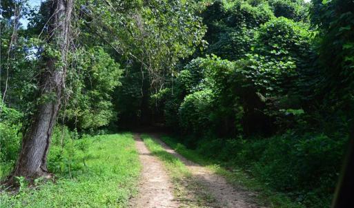 Photo #7 of 1344-1540 NC Highway 89, Danbury, NC 90.0 acres