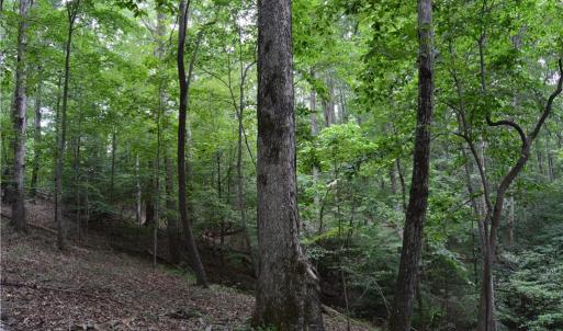 Photo #36 of 1344-1540 NC Highway 89, Danbury, NC 90.0 acres