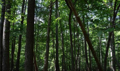 Photo #28 of 1344-1540 NC Highway 89, Danbury, NC 90.0 acres