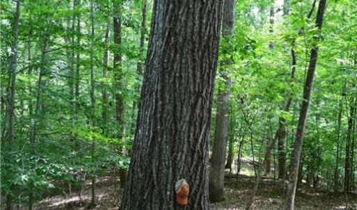 Photo #24 of 1344-1540 NC Highway 89, Danbury, NC 90.0 acres