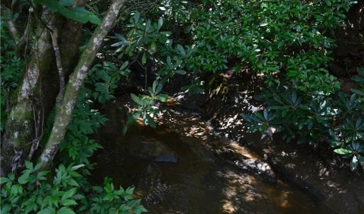 Photo #34 of 1344-1540 NC Highway 89, Danbury, NC 90.0 acres