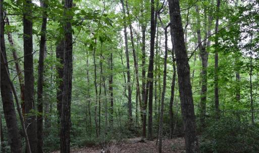 Photo #38 of 1344-1540 NC Highway 89, Danbury, NC 90.0 acres